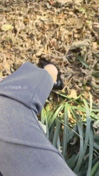 【抖音福利】性愛女王【葉嬌嬌】戶外賓館足交性愛啪啪(4V) 2.26GB 预览图 10
