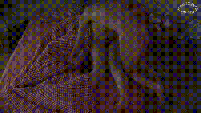 公寓酒店 1-21 自己的胖媳妇儿还在睡觉 拆开裤子就是干 内射完拔屌就走 我操无情 胖女人奶头还不错 预览图 1