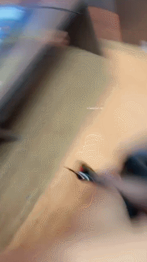 重磅推荐！2位纯天然校花被干【今晚又要废了/极品小鲍鱼】酒店3P无套内射！【59V57G】 预览图 2